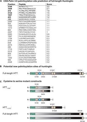 Full-length huntingtin is palmitoylated at multiple sites and post-translationally myristoylated following caspase-cleavage